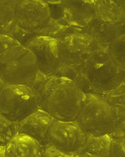 Cargar y reproducir el video en el visor de la galería, Caviaroli Starter Kit (Arbequina, Albahaca, Gundilla, Wasabi y Módena) - 5x20 g